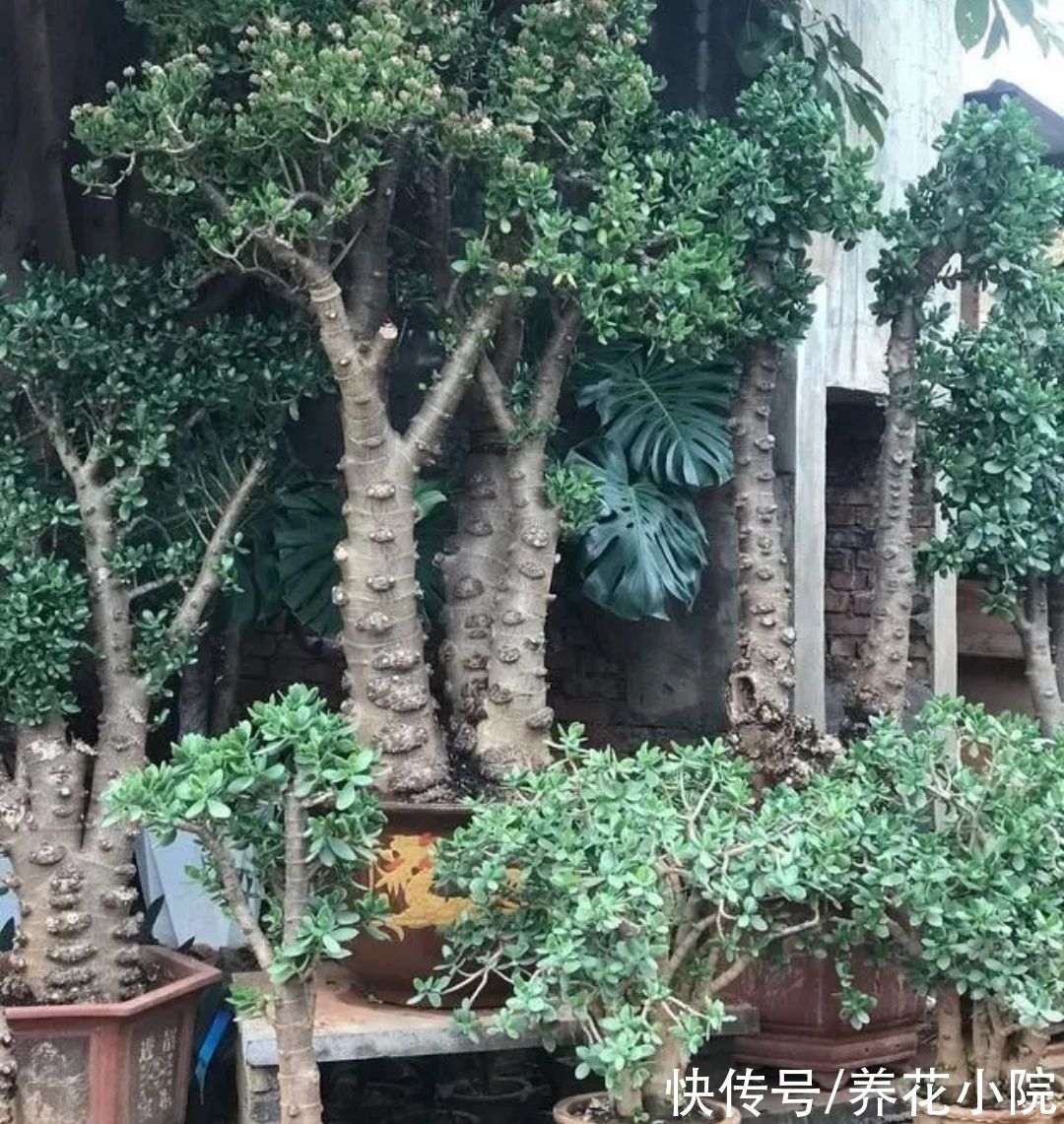 三种“镇宅花”,家里养一棵,威武霸气,漂亮又美观