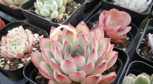 胖娃|多肉干瘪好像小老头?原因有三种,学会了顺利过冬,长成小胖娃!