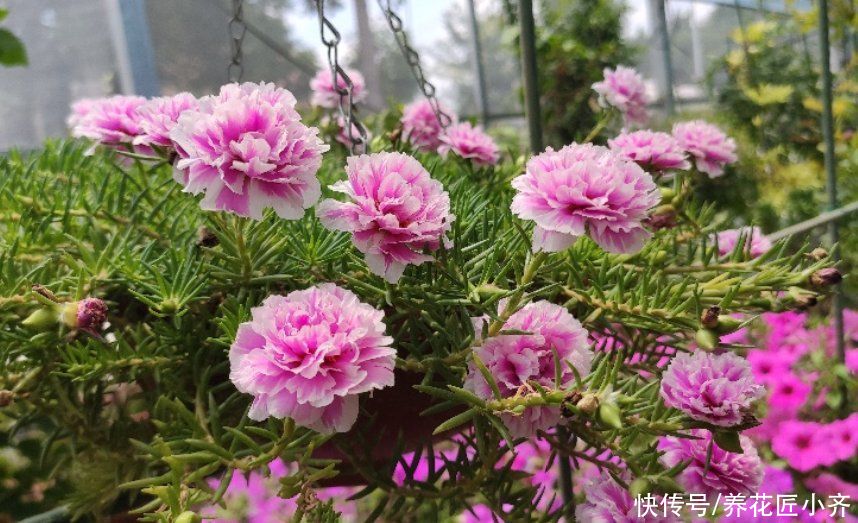 植物|七月适合种啥花？就是这4种花，能持续开花到冬季，关键是好养