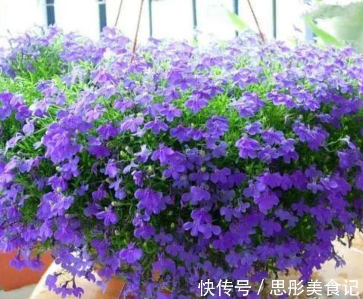 洋桔梗|养花就养4种花,家里养一盆,开花漂亮花期长,谁养谁喜欢