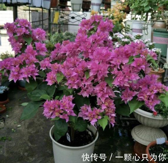 立冬前养三角梅，趁早做好4件事，安全过冬，来年开花更旺盛