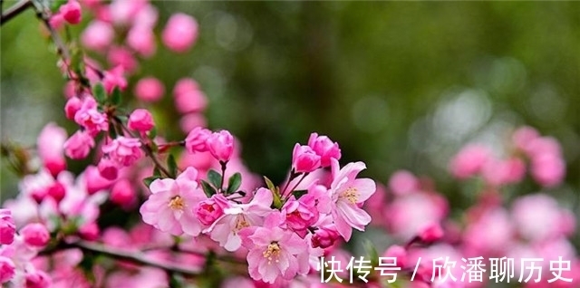 海棠$唐诗海棠6首:海棠花里鹧鸪啼,半开时节最妖娆