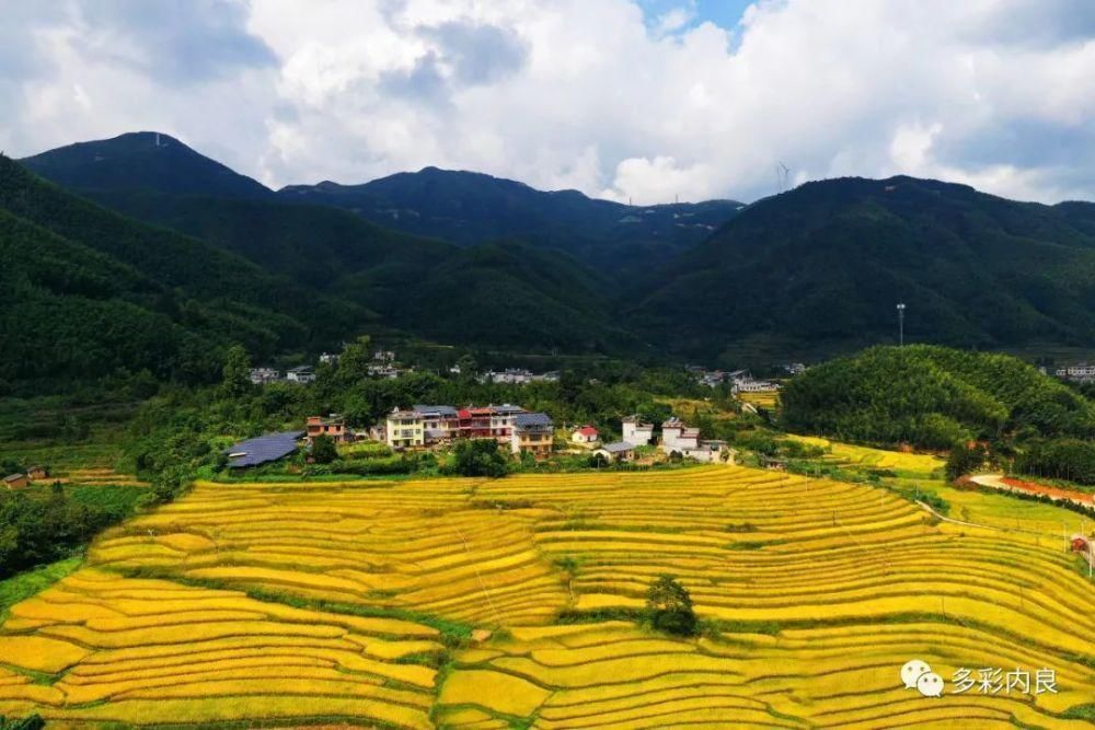 明目止烦|喝着山泉水长大的内良高山稻米，认识一下