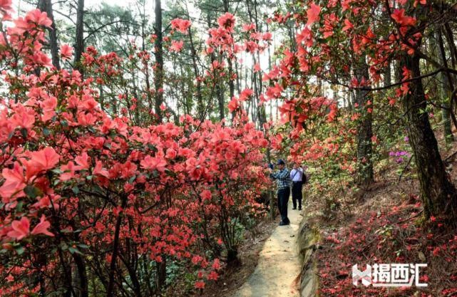 龙山杜鹃怒放，赏花正当时，点缀揭西的绿水青山