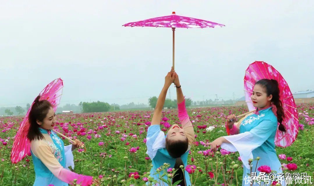 芍药|六月至，“花相”芍药笑迎宾