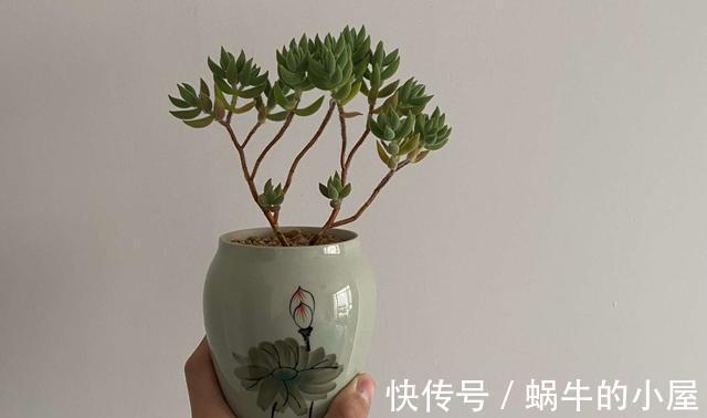 花盆|5种多肉适合养成精致的直立桩,搭配漂亮的花盆,像艺术品一样