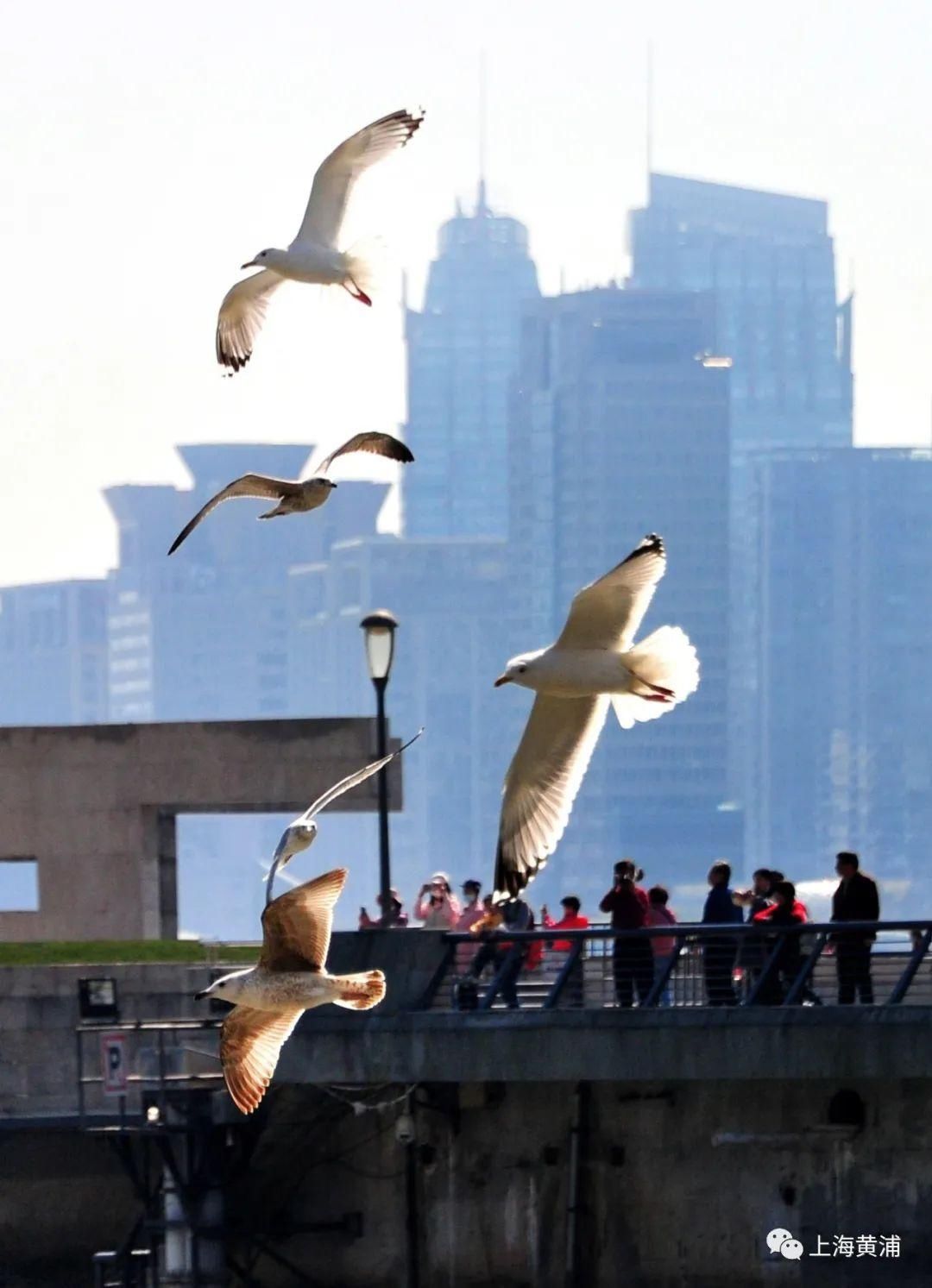 老年|【图集】浦江畔的银鸥翩翩起舞，一起来赏美图→