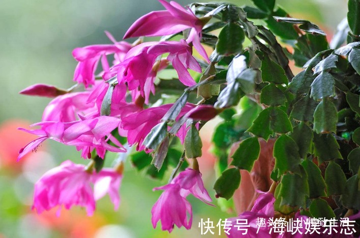 叶片|9月做件事,唤醒蟹爪兰,10月2方法,开花爆满盆