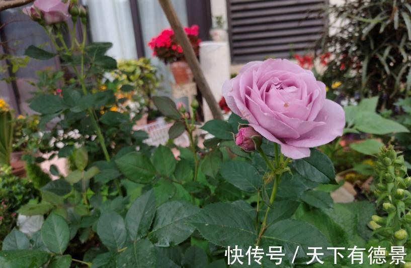 松塔养花的好处以及注意事项