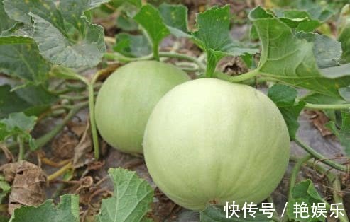 食物|想长寿全靠吃，3种食物离不开，补充营养、滋阴养肾，越吃越健康