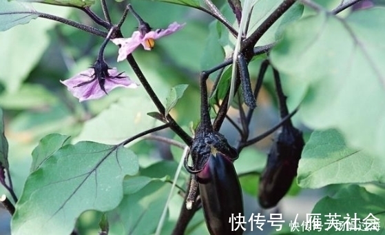 三高|中老年人多吃5种蔬菜,对血管最好,远离高血压、高血脂!