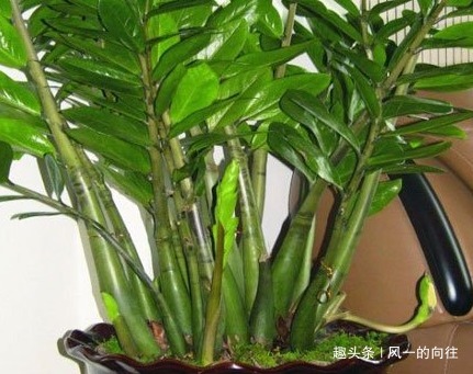 最不喜欢喝水的三种绿植,越不浇水越能轻松长不停,好看又耐活