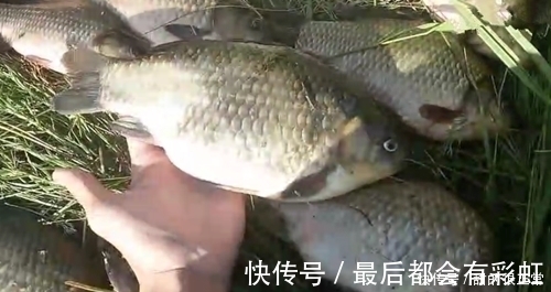 鲫鱼|打窝2天后再去钓鱼,每一条鲫鱼都很肥,是野生鲫鱼?