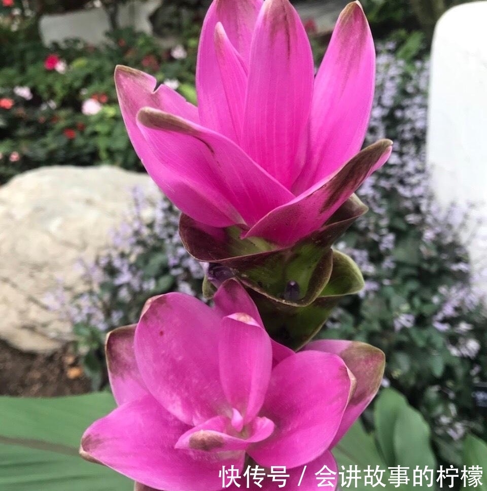 长寿花|5种“漂亮花”，喜欢毒日头，晒晒太阳，直接爆花快