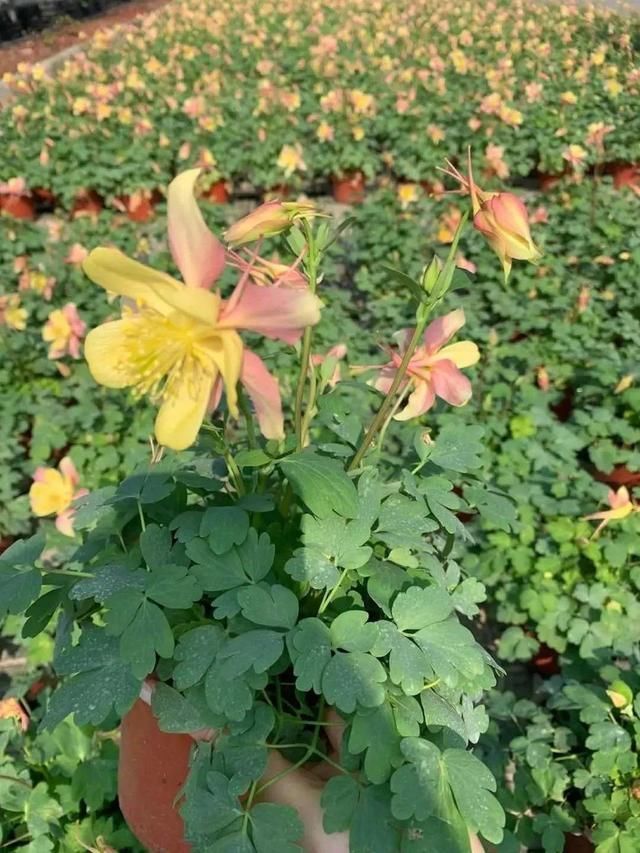 这花名字土掉渣,开花却特美,花期长达3个月