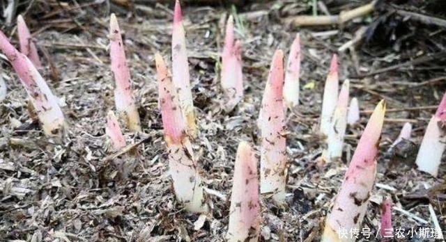 农民朋友|这种野菜以前没人要，现在野生的越来越少，成稀罕货，你见过吗？