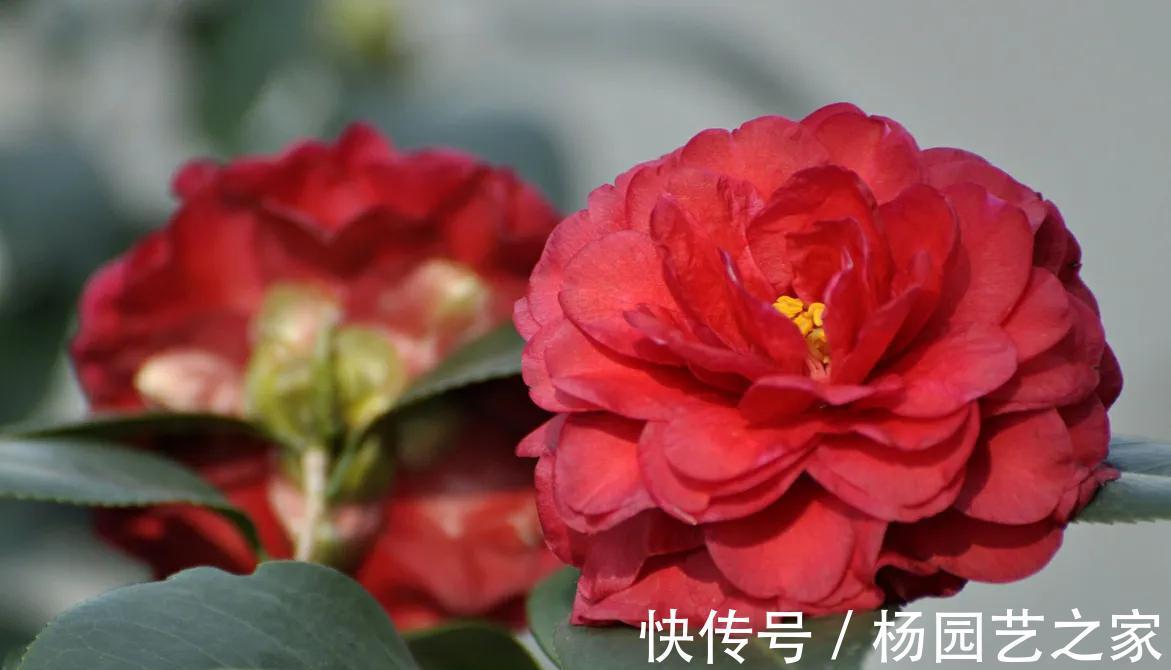 茶花|9月茶花养护很关键，做好3管1剪，冬季开花又大又鲜艳