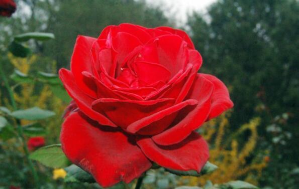 家里玫瑰怎么养只要每天喝“营养水”，开花爆盆，香气十足