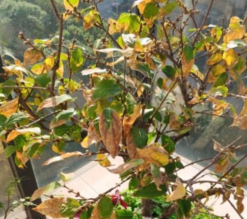 1月，家里养有蜡梅盆栽的花友，你们做好催花的准备了吗？