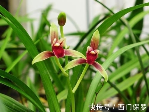 魂兰花|曾千金一苗的建兰红素,花姿优雅,兰香四溢,花开后仙气十足