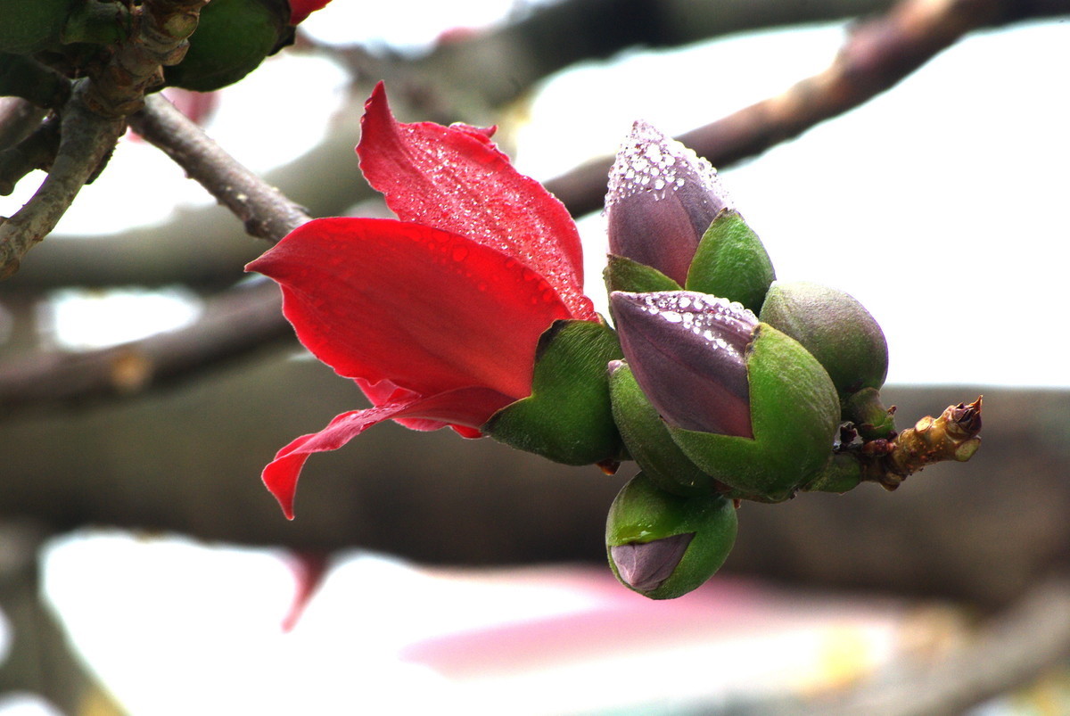 此花是英雄的花,也是珍惜来之不易的感情,是美好的象征