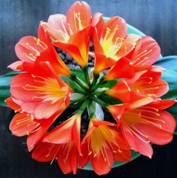 养殖|拿点“蕉渣”去养君子兰,一养就开花,1年开3次,花开三四朵!