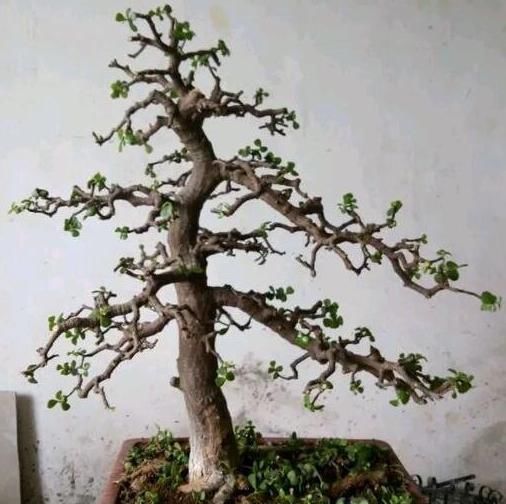 整容手术|嫌“马齿苋树”长得丑,给它做个“整容手术”,半年变“盆景”