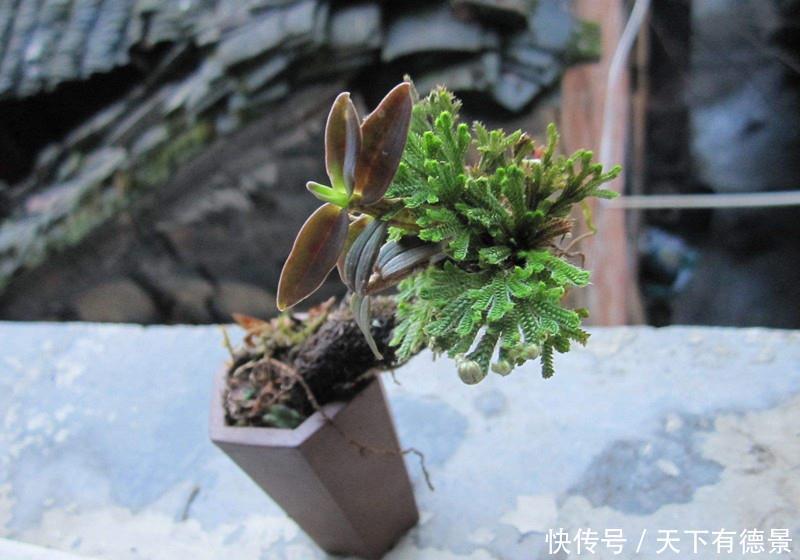 九死还魂草,号称生命力最顽强的植物,观赏价值高,还可做盆景