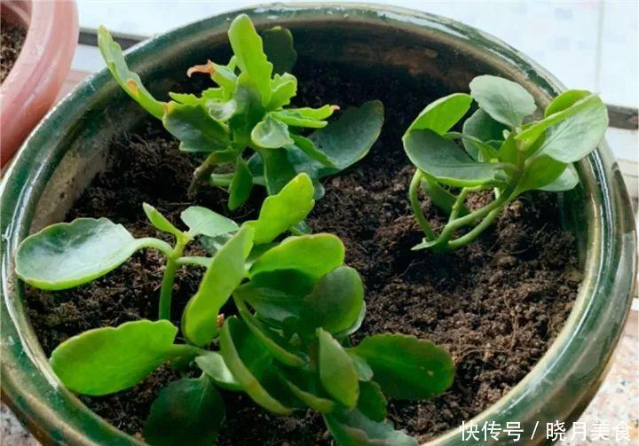 养花技巧:长寿开花不过瘾,学会1招,让它爆开1000朵