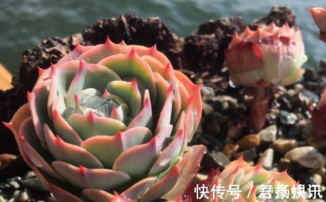 玉蝶|喜欢养多肉,应该挑战一下玉蝶,可以控出这状态,不得不佩服