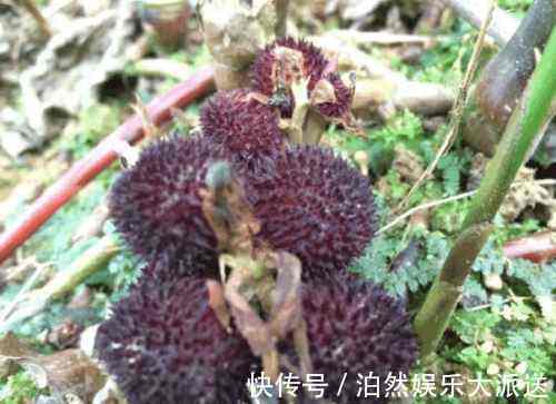 紫红色|农村有一植物，酷似杨梅，长在地上，价格珍贵！