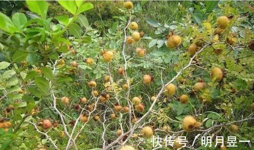 莲雾|女性离不开的3种食物,每天吃一些,补血养颜,身体棒棒哒!