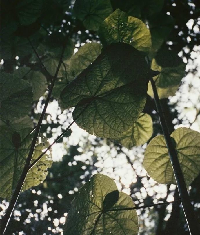 谨慎|曾国藩居官不败的五大处事原则