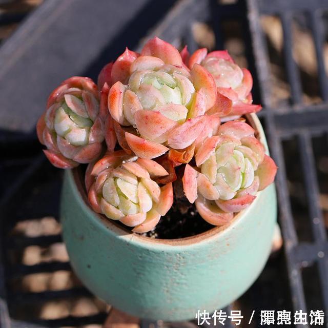 多肉|如果你家里还有空盆，不妨养几盆月影系多肉，皮实，好养，上色快