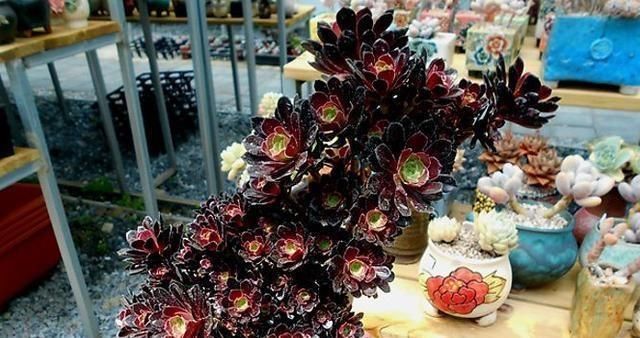 3种多肉，天热少浇水，养护成“老桩”，欣赏价值高