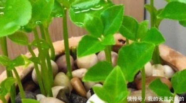 火龙果|4种水果核,撒到小花盆,一个月变精致小盆栽,还能养开花