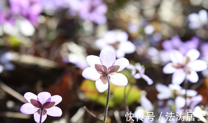 在职场|1月运走“财旺之乡”,财源广进,日子越过越红火的生肖