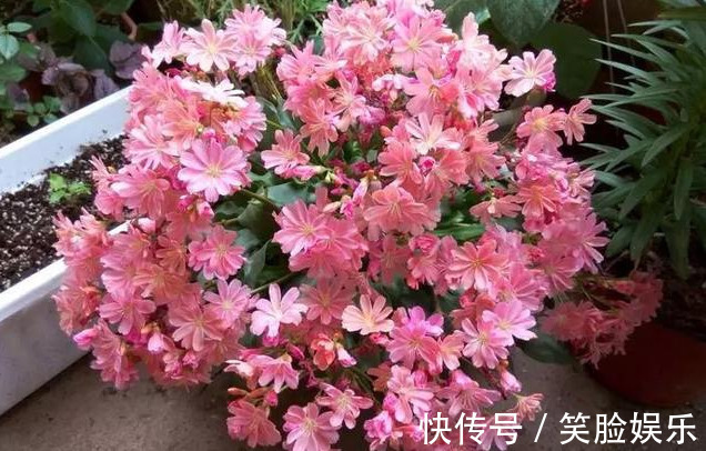 长寿花|这花像长寿花一样好养,全年不间断的开花,太美了