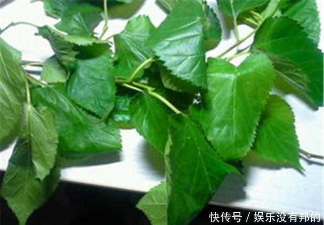 医生提示:桑叶能用好,一定是个宝