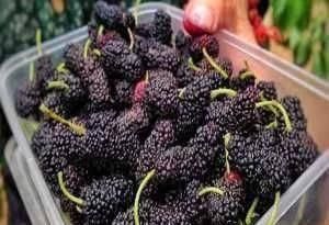 将桑葚|桑葚不能乱洗,只需多加这一步,脏东西虫卵自动跑出来