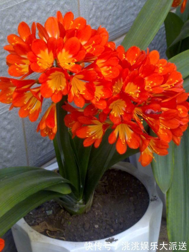 养君子兰，捡回“2种料”，扔盆里，根系旺，开花多，美极了