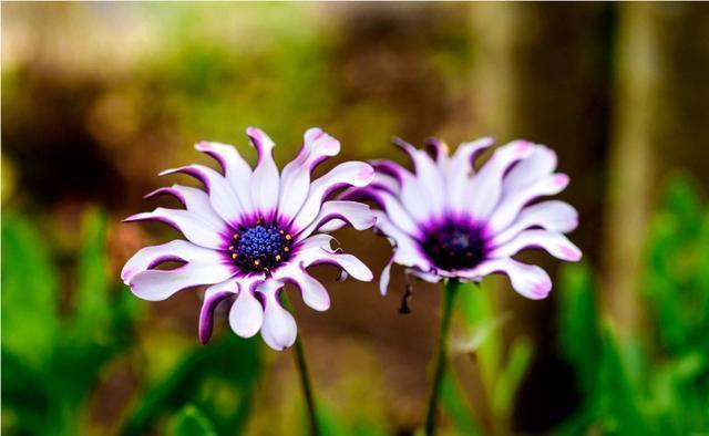 4种花超有仙气的,迷人的花朵色彩斑斓,颜值超高的