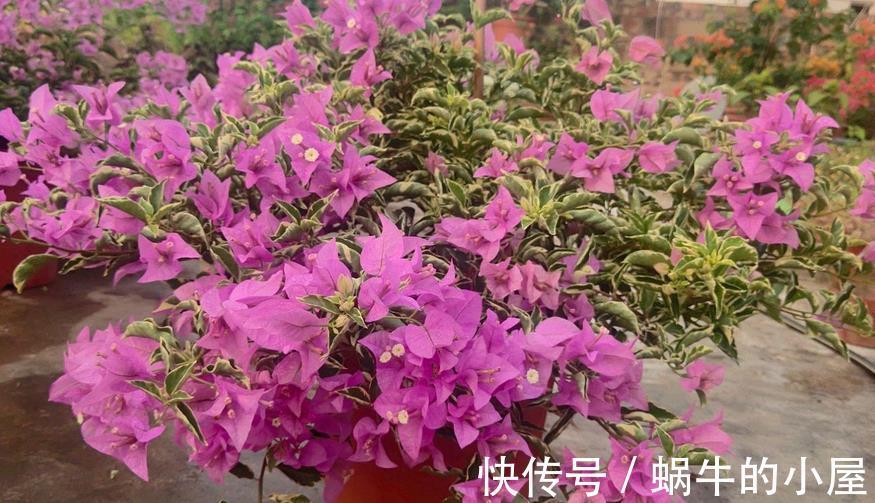 花友们|如何给三角梅控水，让它成为当之无愧的“开花机器”？