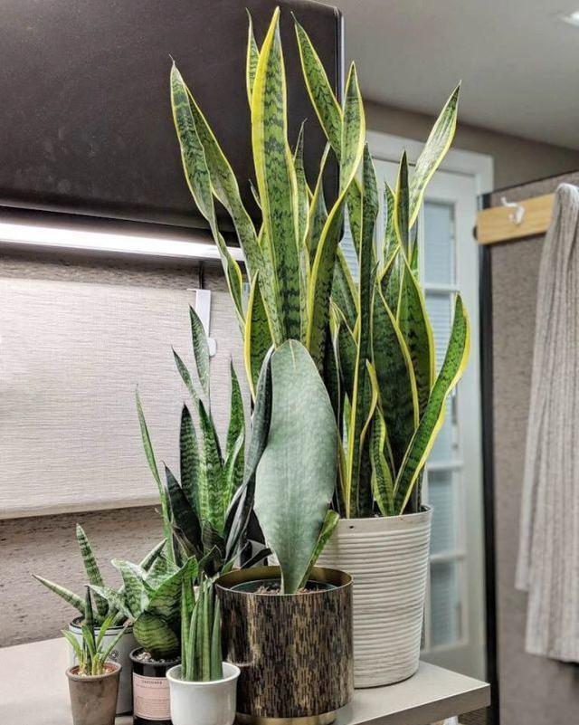 十月养虎皮兰,做好“一动作”,催出一堆小崽,次月养成盆景老桩