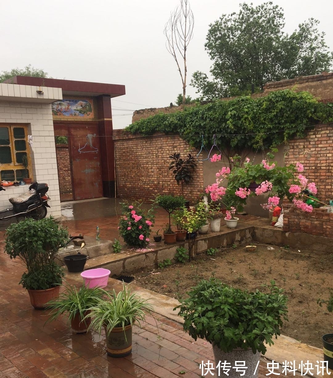 农村没人住的小平房,8万块钱就能买下来,拿来养花正好