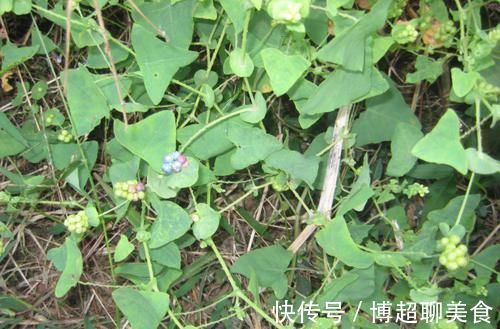 用途|农村这野草很普通，但名字很霸气，用途很大，是农民救命药？