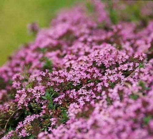 10种出彩的庭院地被花儿，最适合的才是最好的