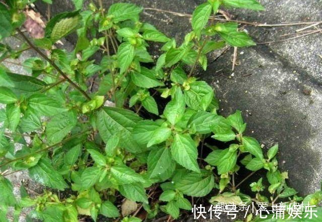铁苋菜|这种被人称为补血菜,长寿菜,野生的已经很少见了!
