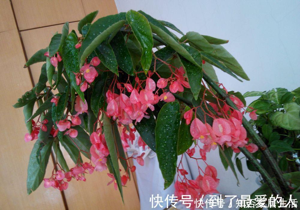 银星|花期最长的室内绿植,一年四季开花,比绿萝还好养,扦插就能活