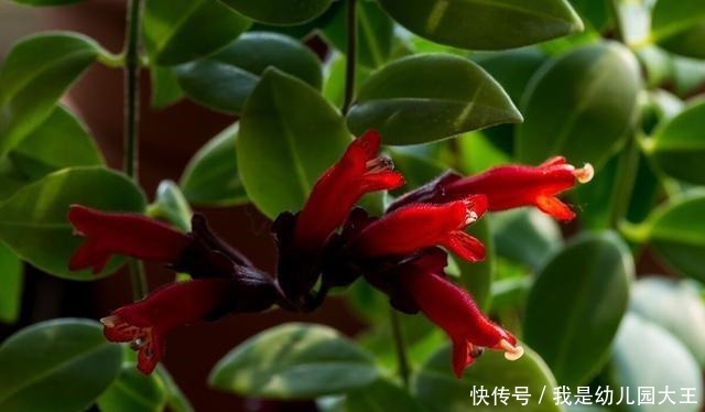 姐姐养了8年的口红吊兰，从二楼垂下来，开花红火，远看像极了画！